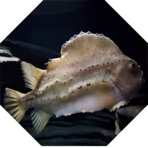 Cyclopterus_lumpus