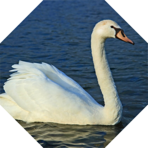 Cygnus_olor