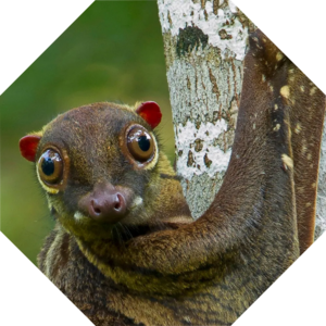 Cynocephalus_volans