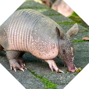 Dasypus_novemcinctus
