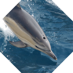 Delphinus_delphis