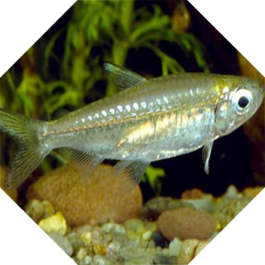 Denticeps_clupeoides