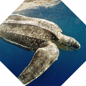 Dermochelys_coriacea