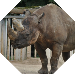 Diceros_bicornis_minor