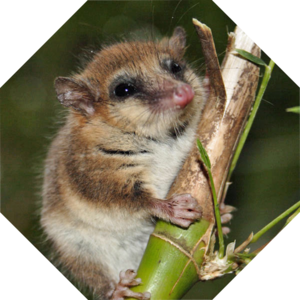 Dromiciops_gliroides