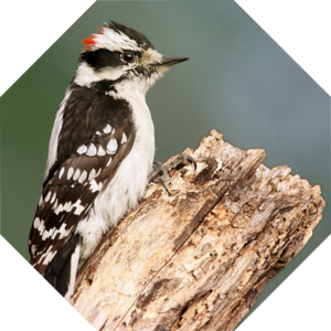 Dryobates_pubescens