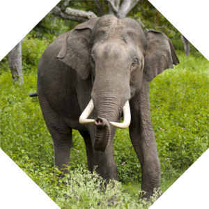 Elephas_maximus_indicus