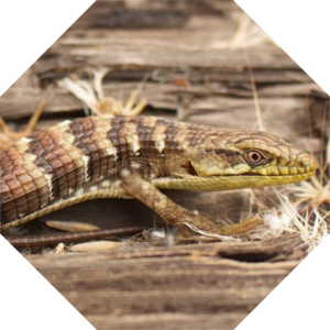Elgaria_multicarinata_webbii