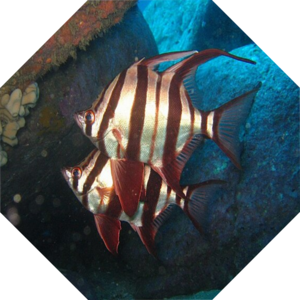 Enoplosus_armatus