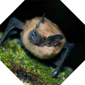 Eptesicus_fuscus
