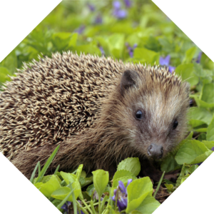 Erinaceus_europaeus