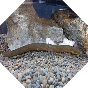 Erpetoichthys_calabaricus