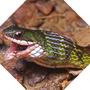 Erythrolamprus_reginae