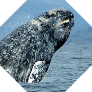 Eschrichtius_robustus