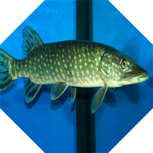 Esox_lucius