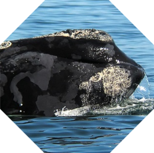 Eubalaena_glacialis