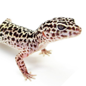 Eublepharis_macularius