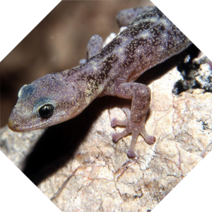 Euleptes_europaea