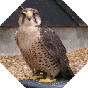 Falco_biarmicus