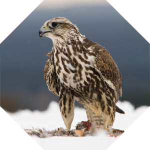Falco_cherrug