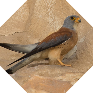 Falco_naumanni