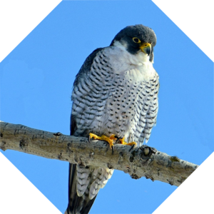 Falco_peregrinus