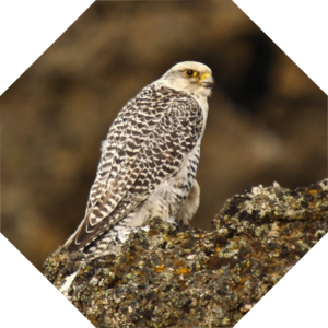Falco_rusticolus