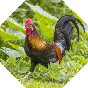 Gallus_gallus