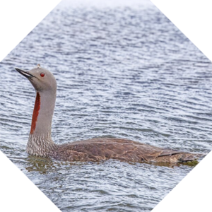 Gavia_stellata