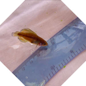 Girardinichthys_multiradiatus