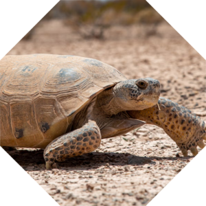 Gopherus_flavomarginatus