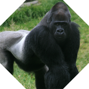 Gorilla_gorilla