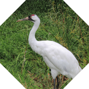 Grus_americana