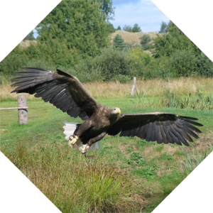 Haliaeetus_albicilla