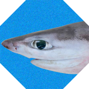 Heptranchias_perlo