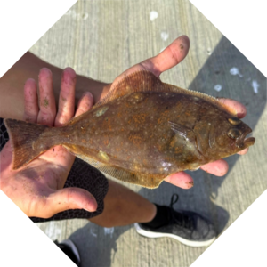 Hippoglossus_hippoglossus