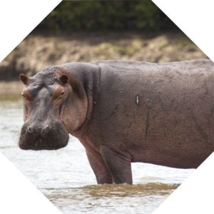 Hippopotamus_amphibius