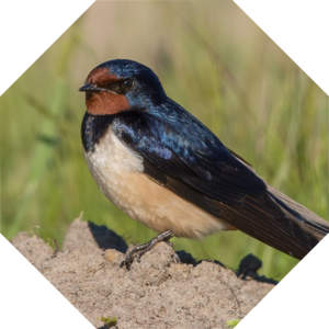 Hirundo_rustica