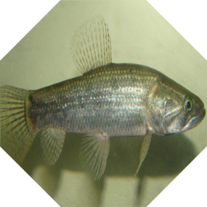 Hoplias_malabaricus