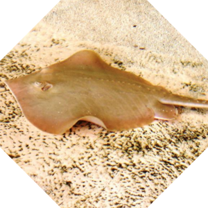Hypanus_sabinus