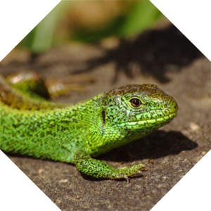 Lacerta_agilis