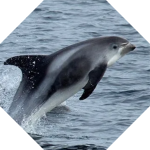 Lagenorhynchus_albirostris