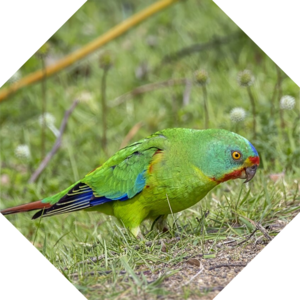 Lathamus_discolor