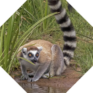 Lemur_catta