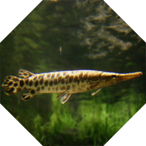 Lepisosteus_oculatus