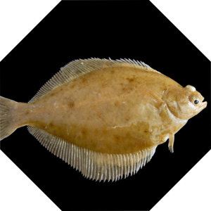 Limanda_limanda