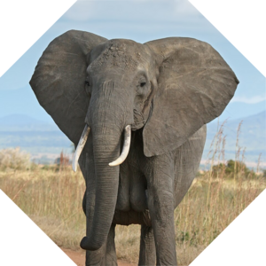 Loxodonta_africana
