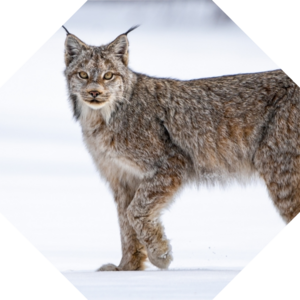 Lynx_canadensis