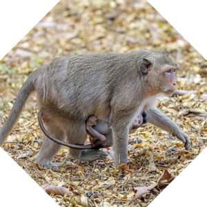 Macaca_fascicularis