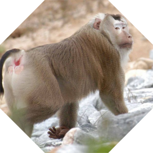Macaca_nemestrina
